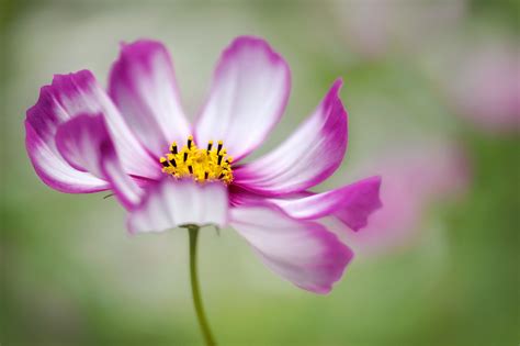Micro Photography Of Pink And White Petaled Flower Hd Wallpaper