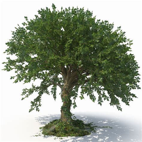 Low Poly Tree Free 3d Model Fbx Free3d