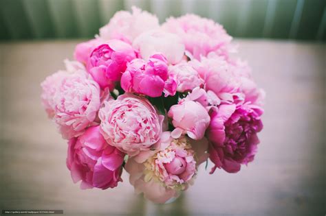 37 Peonies Wallpaper Desktop On Wallpapersafari