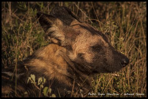 Wild Dogsouth Africa01small Untamed Science
