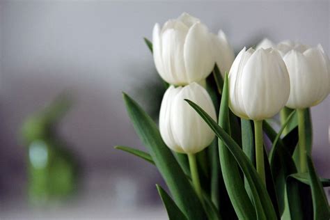 900 Free White Tulips And Tulip Images Pixabay