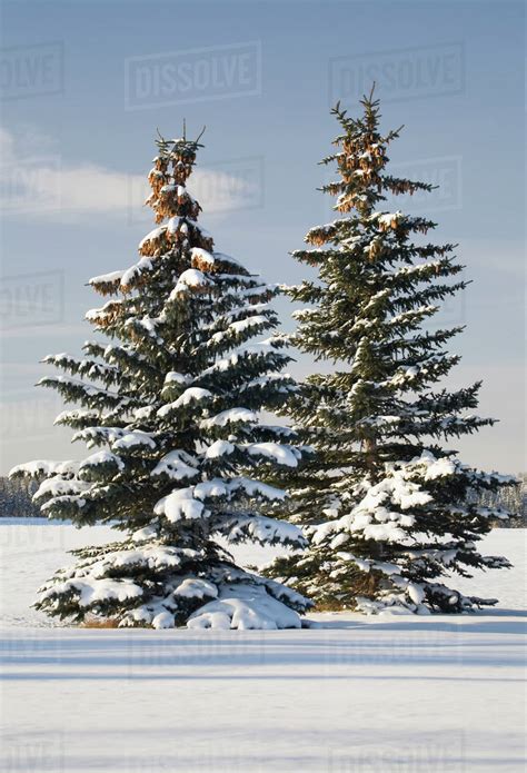 Snow Covered Evergreen Trees In A Snow Covered Field With Blue Sky And