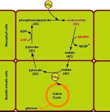 D V As C Y Cam En Plantas Libretexts Espa Ol