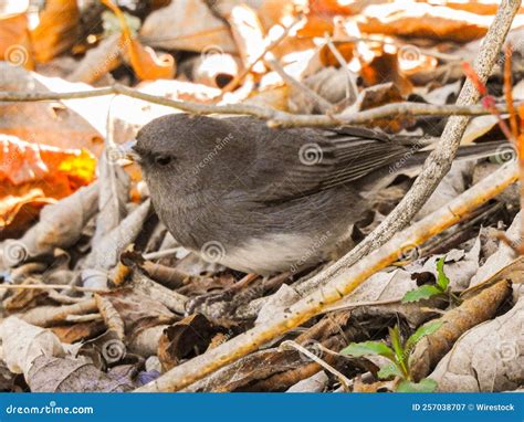 Dark Eyed Juno Bird In The Leaves Stock Image Image Of Animal Tree