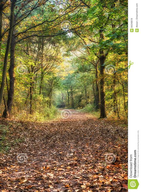 Mysterious Autumn Forest Landscape Stock Image Image Of Destination