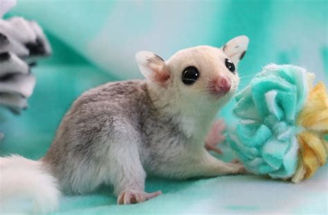 They have an unusual patch (or patches) of fur on their body. Wausau considers banning sugar gliders, all constrictor ...