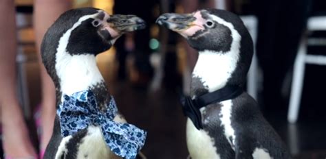 This Gay Penguin Wedding Is Everything We Need On Valentines Day