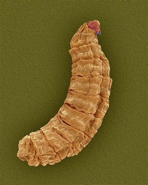 Fly Larva Photograph By Dennis Kunkel Microscopyscience Photo Library