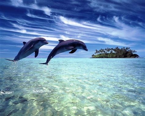 Dolphin Beach Wallpapers Top Free Dolphin Beach Backgrounds