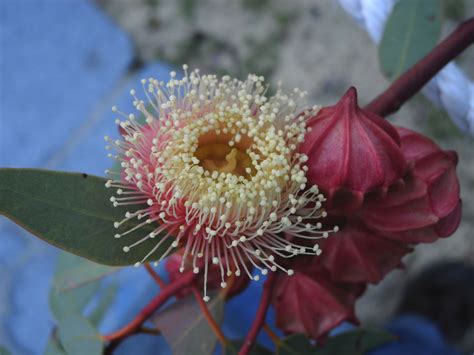 Eucalyptus Kingsmillii Myrtaceae Image 39953 At