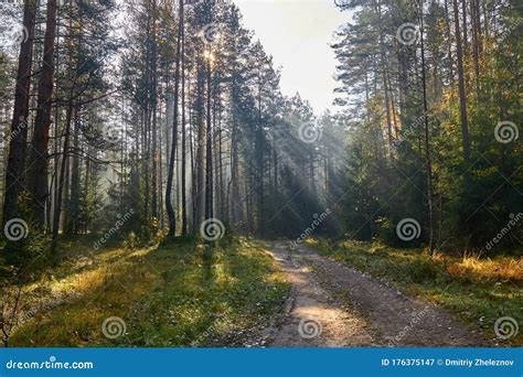 Haze In A Pine Forest Stock Image Image Of Pine Greens 176375147