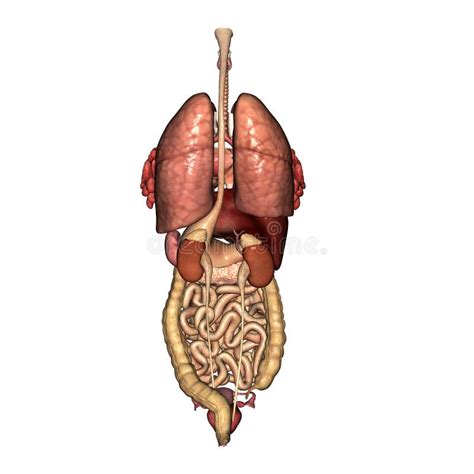 Woman Diagram Of Human Body Organs Back View