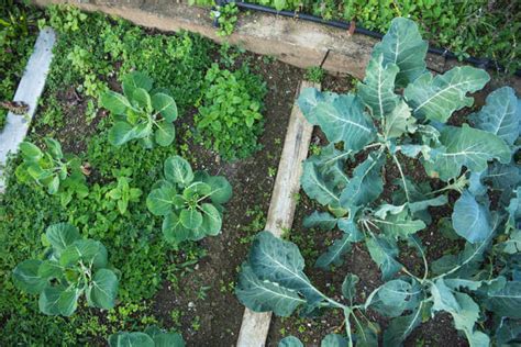 Growing Broccoli Kellogg Garden Organics