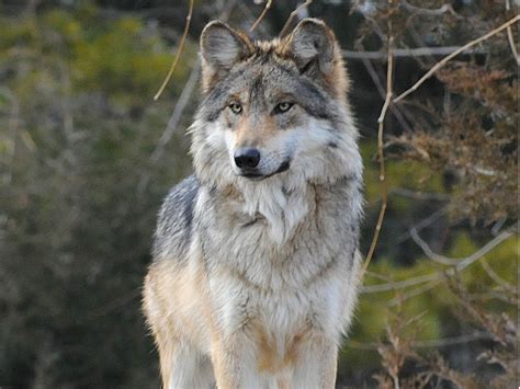 Mexican Gray Wolf To Spend Time In Boot Camp Before Being Released