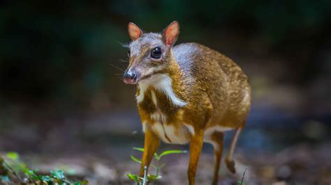 Mouse Deer Chevrotain Animal Facts Tragulidae A Z Animals