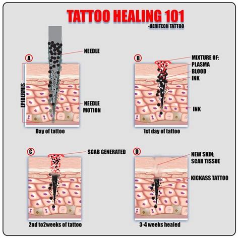 We did not find results for: Learn more about Tattoo Aftercare Ideas | Tattoo aftercare tips, Healing tattoo, Tattoo aftercare