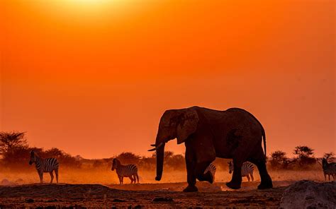 Elephants Zebras Evening Sunset Wild Animals Wildlife Botswana