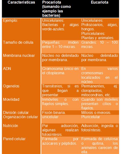 Cuadro Comparativo Células Procariotas Y Eucariotas Características Y