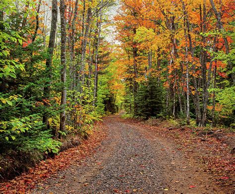 Dirt Road Passing Through A Forest Photograph By Panoramic Images