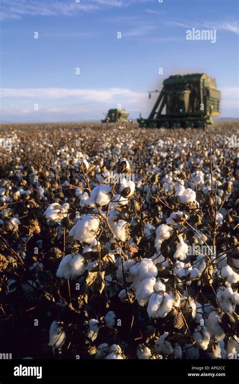 Cotton Harvest At Paloma Ranch In Gila Bend Arizona Stock Photo Alamy