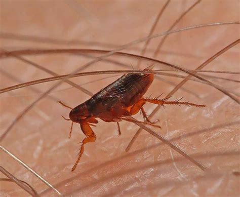 Fleas Results Pest Control