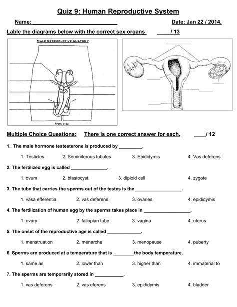 The Reproductive System Worksheets