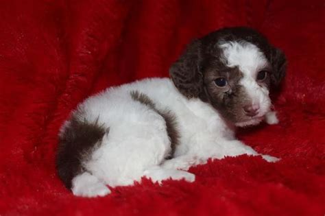 The cockapoo will grow unhappy if it is left alone too often. Maltipoo Puppies For Sale In Nc