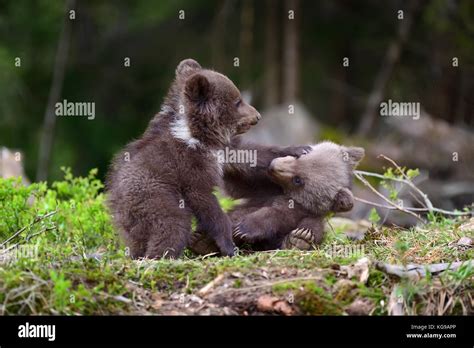 Wild Brown Bear Cub Close Up Stock Photo Alamy