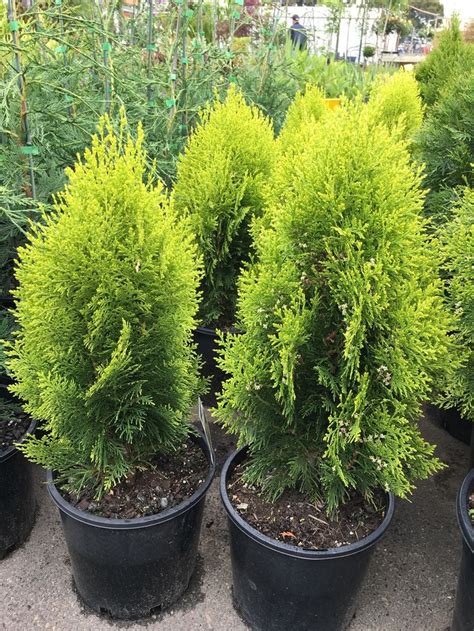 Thuja Orientalis ‘golden Biota Potted Trees Porch Plants Growing Tree