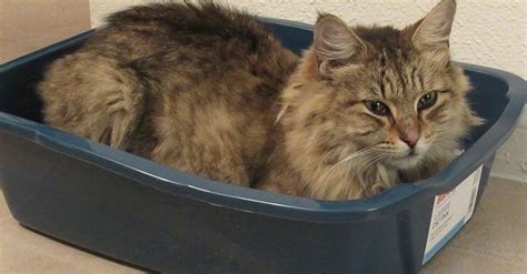 Cat Suddenly Pooping Outside Litter Box Reddit Catbq