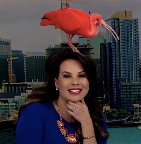 News Anchor Has To Wing It When Pink Bird Flies On Her Head Huffpost