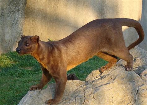 Fossa Beast Wars Transformers Wiki Fandom Powered By Wikia