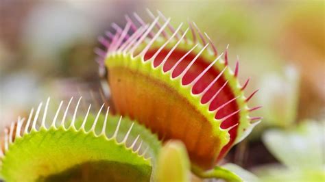 What Do Venus Fly Traps Eat Diet Care And Feeding Tips