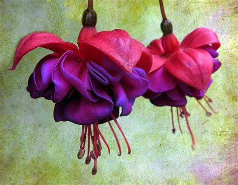 Stunning Fuschia Artwork For Sale On Fine Art Prints