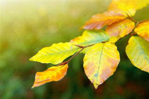 Yellow Autumn Beech Leaves Isolated On Sunny Background Stock Image