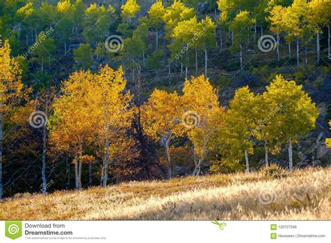 Aspen Grove At Autumn In Rocky Mountains Stock Photo Image Of Rocky