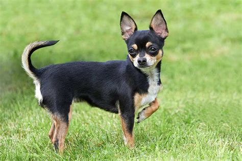 Chihuahua Dog Breed Information Temperament And Health