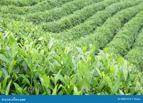 Green Tea Plantation Stock Photo Image Of Healthy Spring 20081414