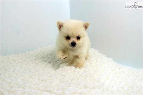Cottage grove minnesota pets and animals 250 $. Pomeranian puppy for sale near Los Angeles, California ...