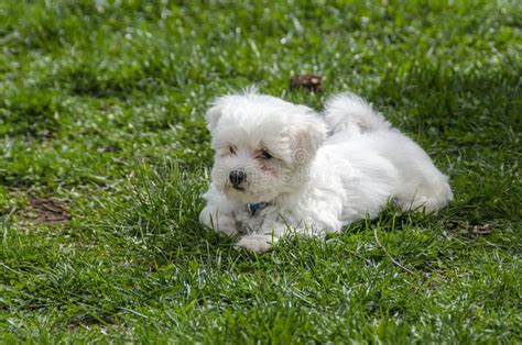 Foto Stock E Immagini A Tema Piccolo Cucciolo Maltese Bianco Sveglio