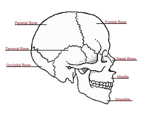 Anatomy Final Skull Diagram Diagram Quizlet