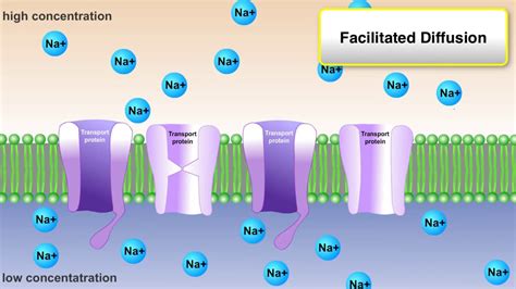 Active Passive And Bulk Cell Transport Youtube