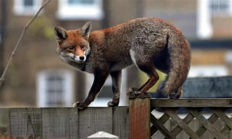 Foxes Surge Into Englands Towns And Cities Wildlife The Guardian