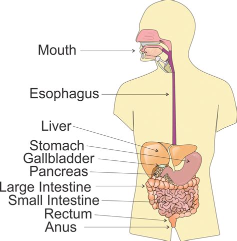 Digestive System Steps