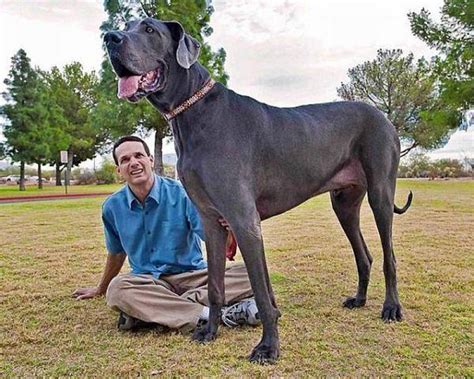 Book Of World Records Hercules Worlds Biggest Dog In The World