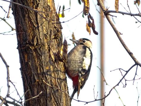 Syrian Woodpecker Dendrocopos Syriacus Male Perching On A Tree In A