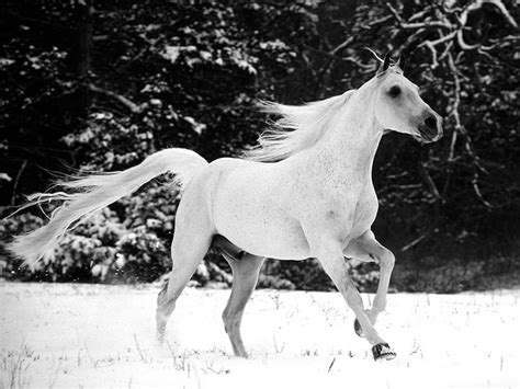 White Stallion Horse Cool Snow Bonito White Horse Animals Hd