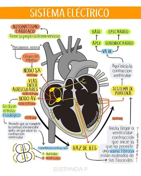 Editorial Sustancia P Sustanciap Posted On Instagram “sistema Eléctrico Del Corazón ⚡️ ️