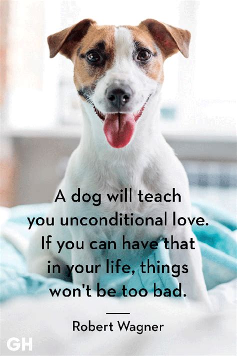 30 Dog Quotes That Every Animal Lover Will Relate To Best Dog Quotes