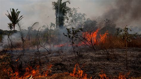 Has the burning started already and if yes,how bad is it ? In The Amazon's Fire Season, 'You Either Burn Or You ...